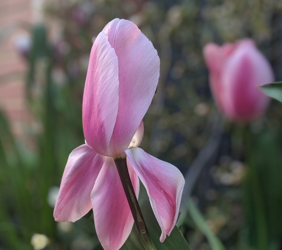 Pink tulip with three drooping petals, and two strong petals